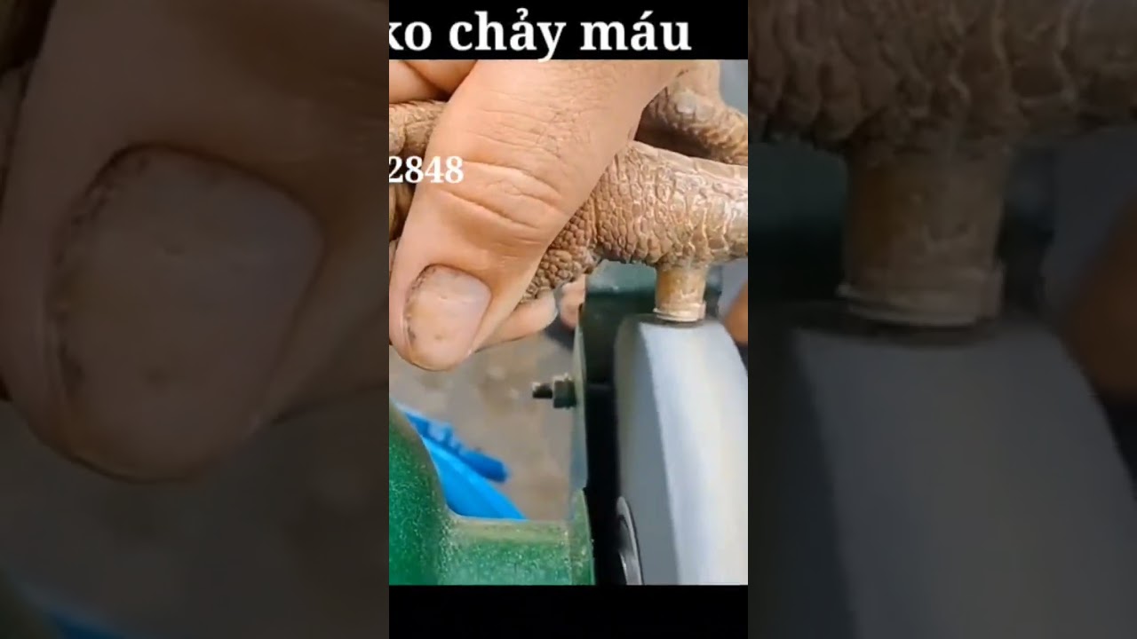 cắt cựa gà không chảy máu. nhanh đá được-Cách cắt cựa gà không chảy máu, nhanh đá: Bí quyết an toàn và hiệu quả