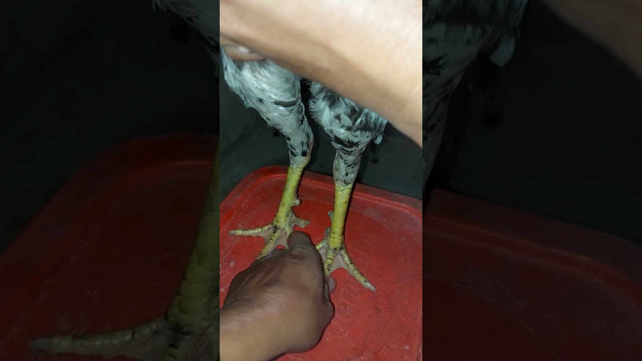 biết gà đá đòn to , đòn quá tải khi nhìn vào những đặc điểm này-Cách Nhận Biết Gà Đá Đòn To, Đòn Quá Tải Qua Đặc Điểm Ngoại Hình