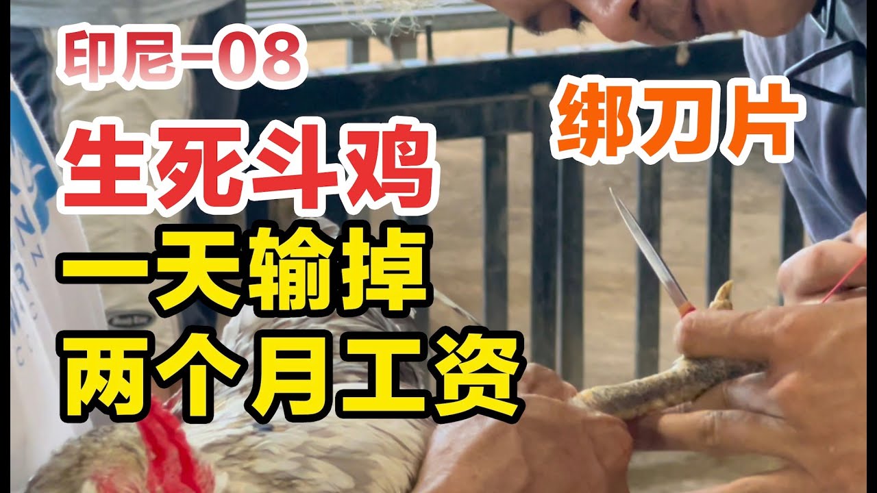 Chọi gà đẫm máu ở Bali: Thua 2 tháng lương một ngày tại nơi khách không tới!