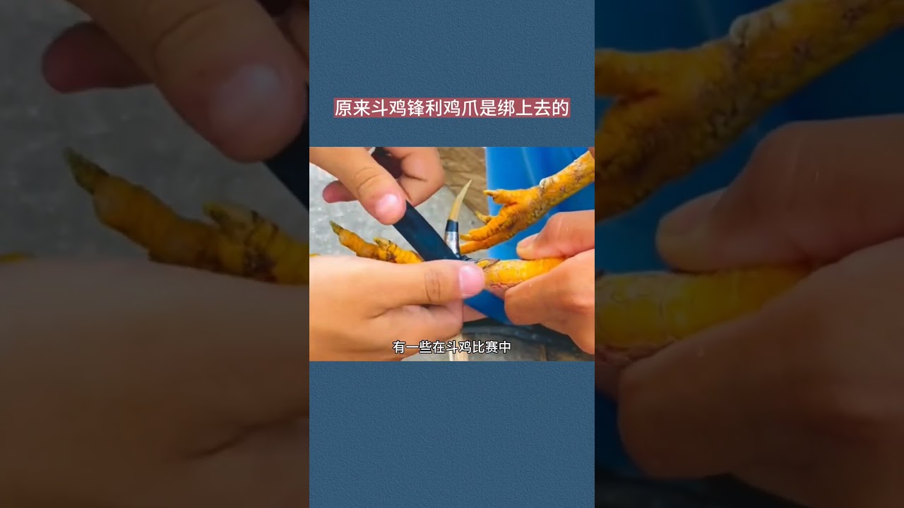 Sự thật ngỡ ngàng: Cựa gà chọi sắc bén là nhân tạo #KhamPha #GaChoi