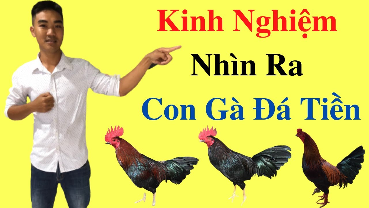 Thú Y Phương Luận|Cách Chọn Gà Đá Cựa Sắt Hay-Cách Chọn Gà Đá Cựa Sắt Hay: Bí Quyết Thú Y Phương Luận