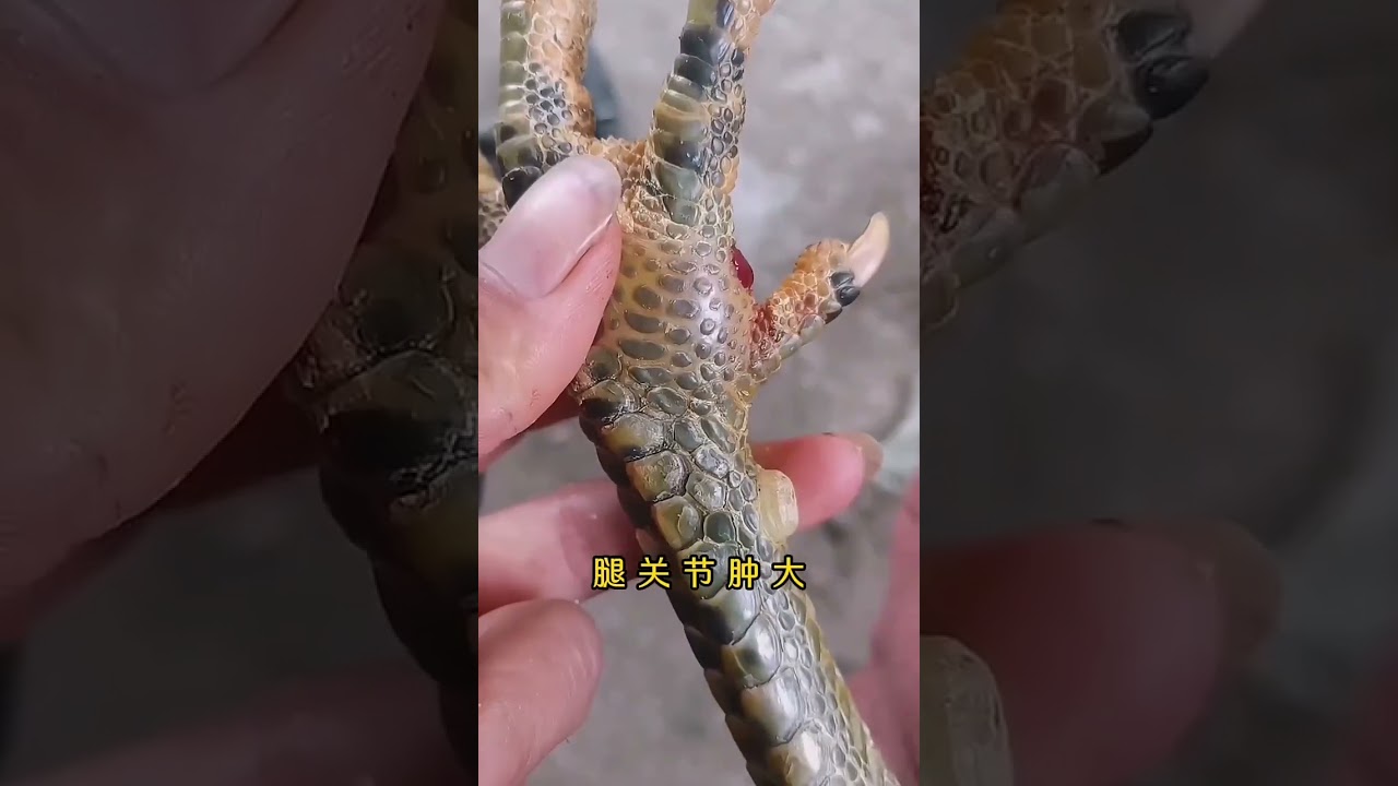 Trị gà chọi yếu chân, sưng khớp, liệt chân với Hoạt Chi Khang
