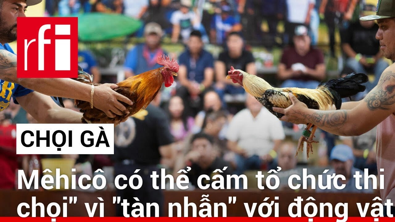 Chọi gà ở Mê hi cô có nguy cơ bị cấm vì “tàn nhẫn” với động vật • RFI-Nguy cơ cấm chọi gà tại Mexico vì cáo buộc ngược đãi động vật – RFI