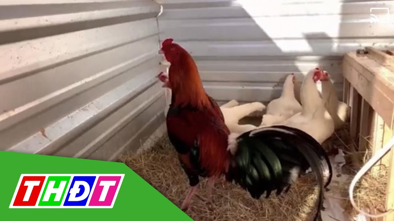 Mất đàn gà tiền tỷ, chủ trại gà ở Long An treo thưởng 200 triệu đồng tìm trộm | THDT-Mất đàn gà tiền tỷ tại Long An: Treo thưởng 200 triệu tìm trộm