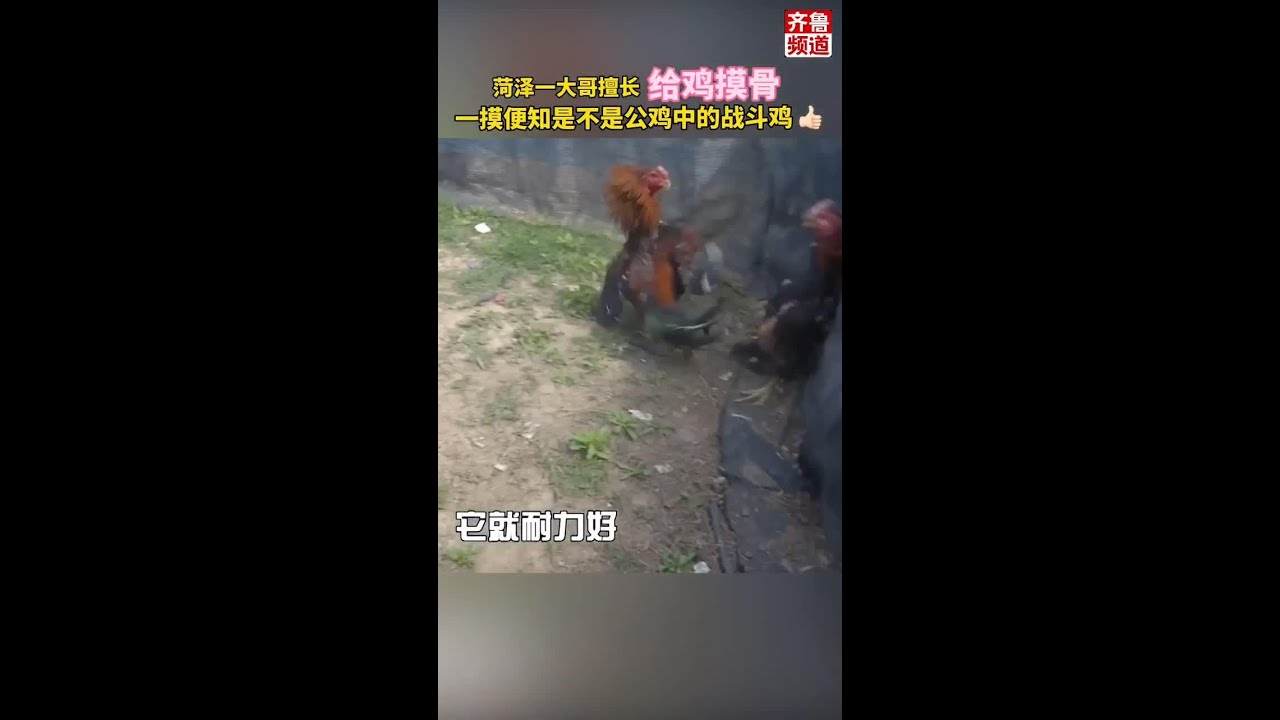 Cao thủ xem tướng gà chọi: Chỉ cần sờ xương biết ngay “chiến kê” thứ thiệt 🐓🔥