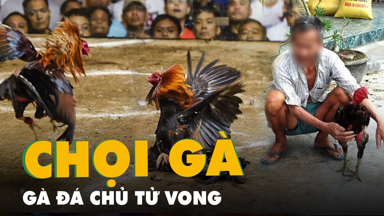 Gà chọi đá chủ tử vong ở Ấn Độ-Gà chọi đá chết người tại Ấn Độ: Hy hữu chủ kê tử vong vì gà đá