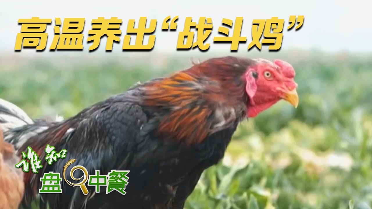 Bí quyết nuôi gà chọi chất lượng cao qua thử thách nhiệt độ khắc nghiệt.