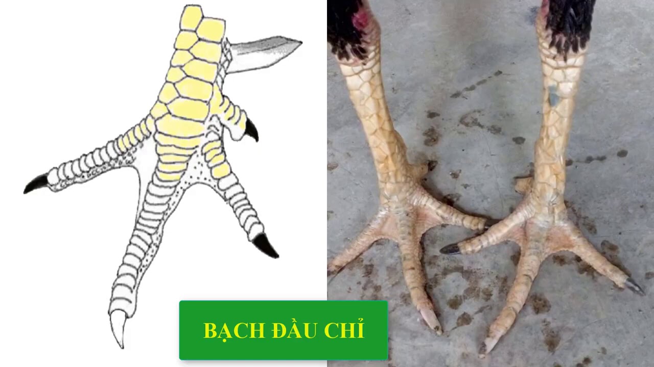 Gà Bạch Đầu Chỉ Có Nên Chơi Hay Không  Những Phân Khúc Của Gà Bạch Đầu Chỉ  Gà Chọi Hay-Gà Bạch Đầu Chỉ Có Nên Chơi Không? Phân Loại & Đặc Điểm Gà Chọi Hay