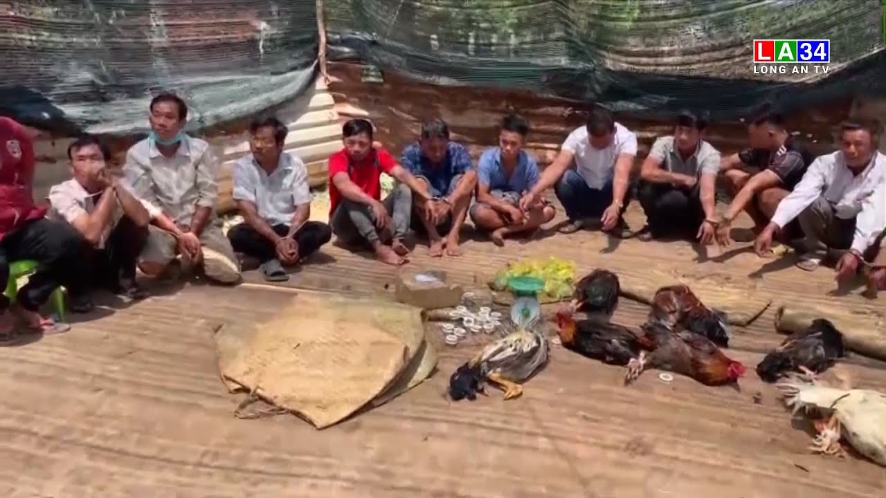 Công an huyện Đức Hòa bắt quả tang tụ điểm đá gà thắng thua bằng tiền-Công an huyện Đức Hòa bắt quả tang tụ điểm đá gà ăn tiền nội bộ