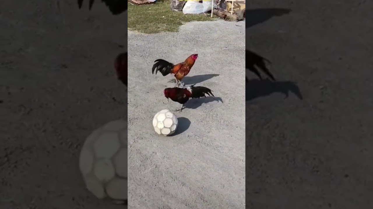 Gà trống đá bóng| rooster kicking ball #shorts-Gà Trống Đá Bóng Cực Đỉnh | Amazing Football Rooster #shorts