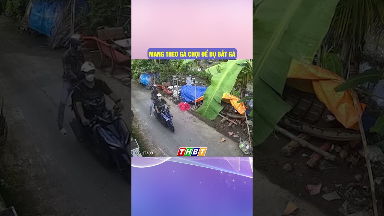 MANG THEO GÀ CHỌI ĐỂ DỤ BẮT GÀ #bentrenews #thoisubentre #dthbentre-Cách Dùng Gà Chọi Làm Mồi Dụ Bắt Gà Hiệu Quả | Bến Tre News