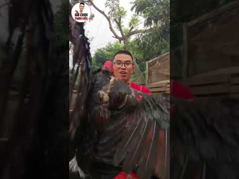 GÀ ChỌI TUẤN CẬN – Lừa Kê CỦA TUẤN CẬN-Gà Chọi Tuấn Cận: Bí Quyết Đúc & Chọn Lựa Kê Đẳng Cấp Tuấn Cận