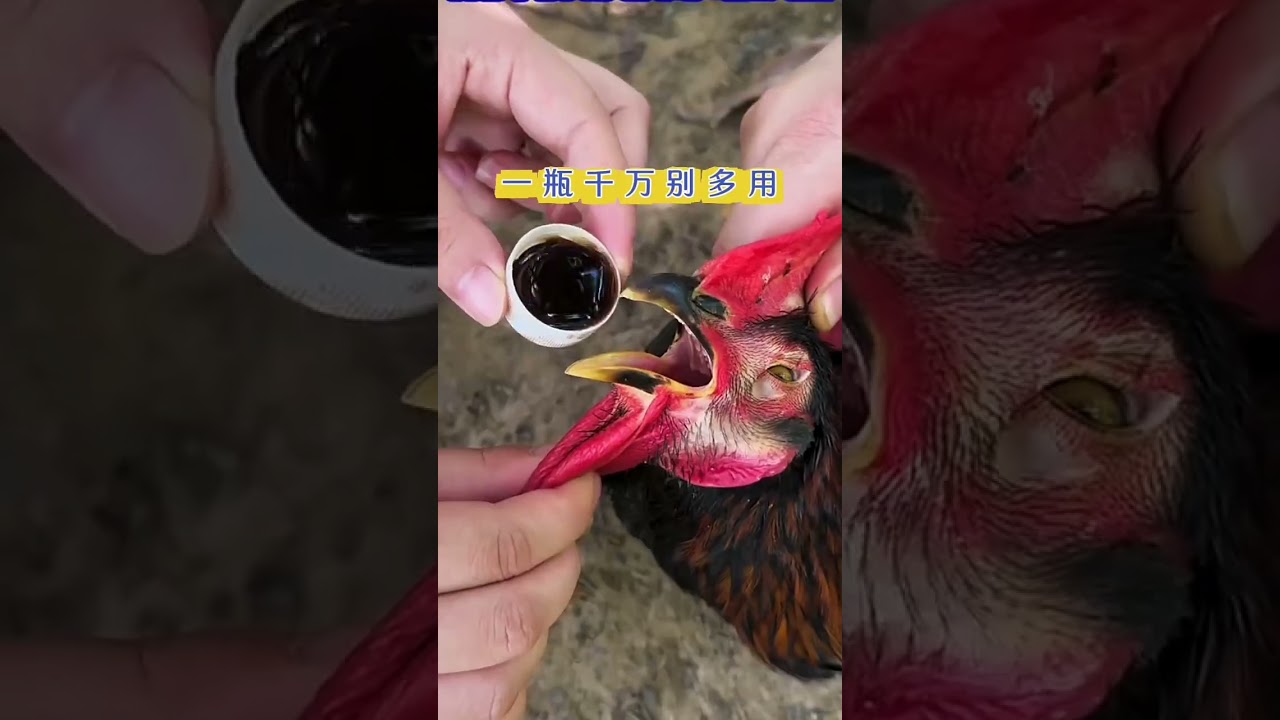 Cách trị chọi gà đi khập khiễng, sưng khớp, yếu chân bằng 滑支康 (Huà Zhī Kāng)