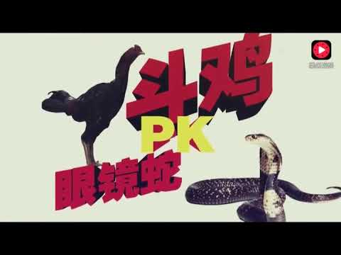 Đối đầu kịch tính giữa gà chọi và rắn độc: Sức mạnh đáng kinh ngạc đầy bất ngờ