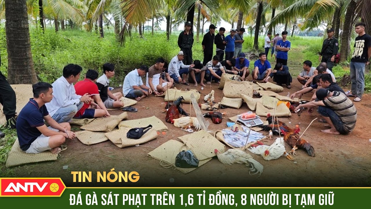 Đánh sập trường gà sát phạt hai trận trên 1,6 tỷ đồng | ANTV-Triệt phá trường gà quy mô lớn: Giao dịch hơn 1,6 tỷ đồng | ANTV