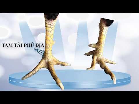 Kinh nghiệm cho anh em mới tập chơi gà chọi-Kinh nghiệm nuôi gà chọi cho người mới bắt đầu từ A-Z
