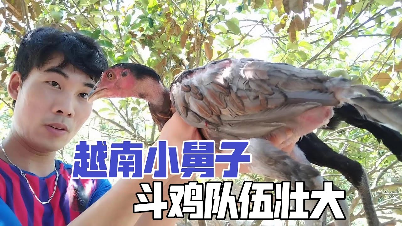 Em mượn chiến kê của em vợ đi đúc mái: Đội quân lại hùng hậu rồi!