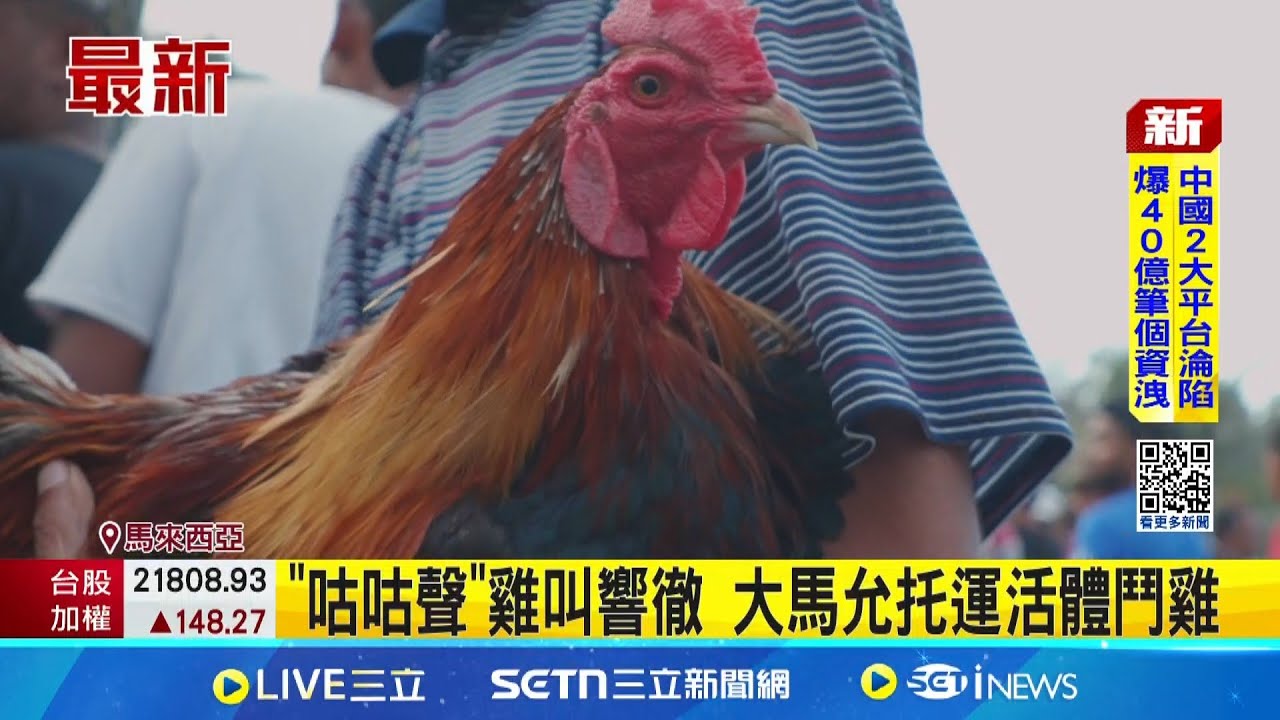 Sân bay Malaysia náo loạn vì các “chiến kê” đi máy bay: Tiếng gáy vang trời nội địa.