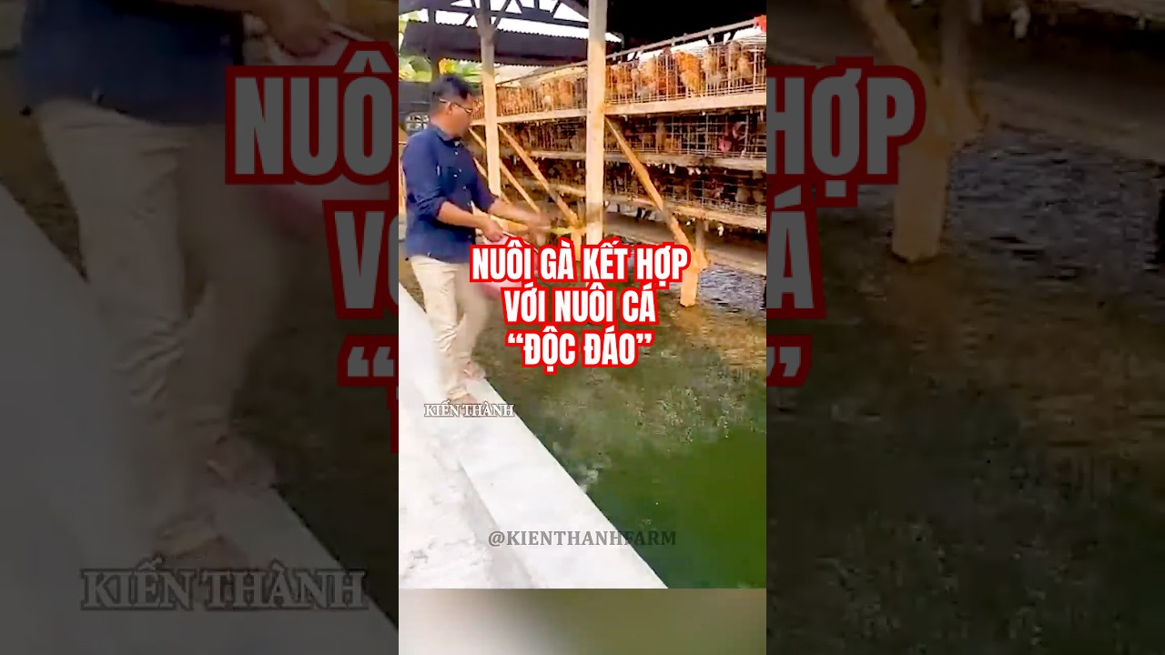 Cách nuôi gà kết hợp nuôi cá độc đáo ở Malaysia #shorts-Mô hình nuôi gà trên ao cá độc đáo tại Malaysia #shorts