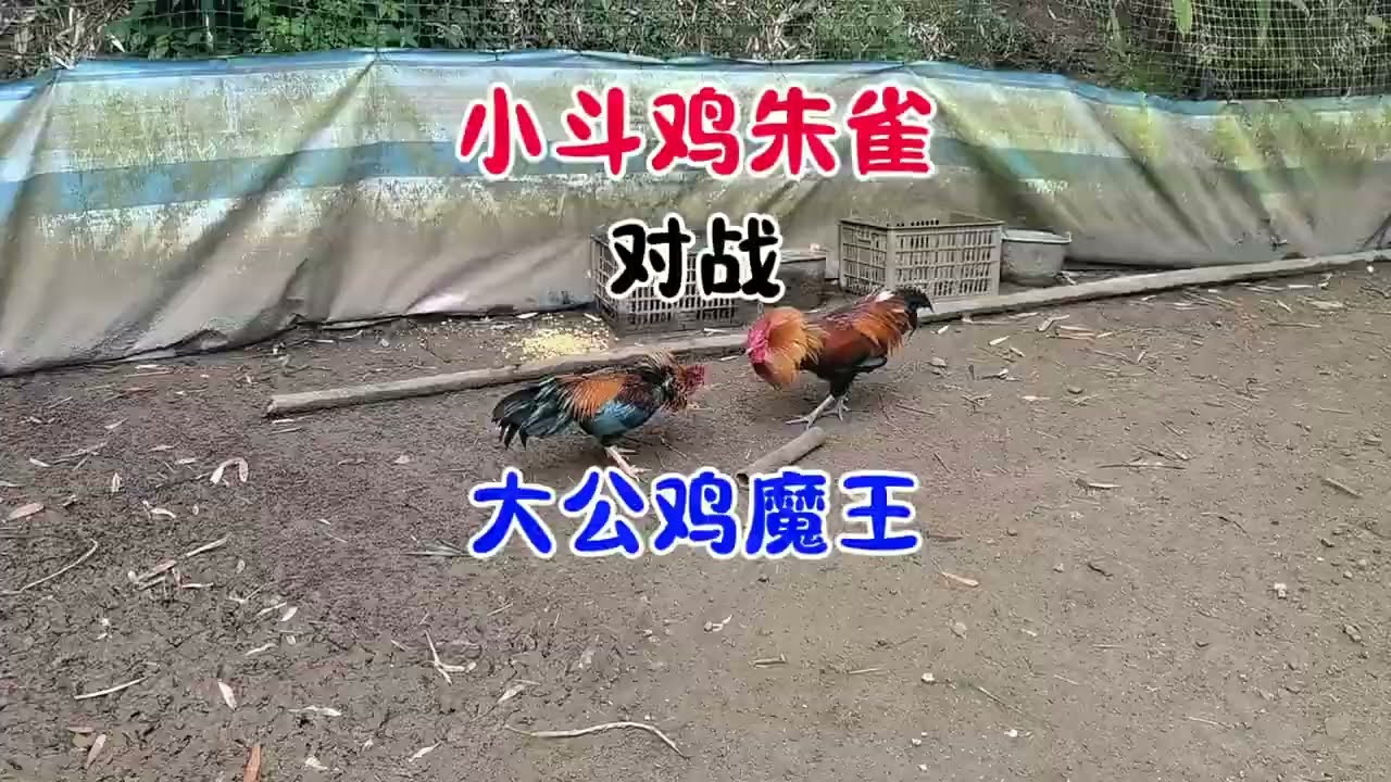 Gà chọi Chu Tước 5 tuổi đại chiến Ma Vương: Trận đấu sinh tử nghẹt thở