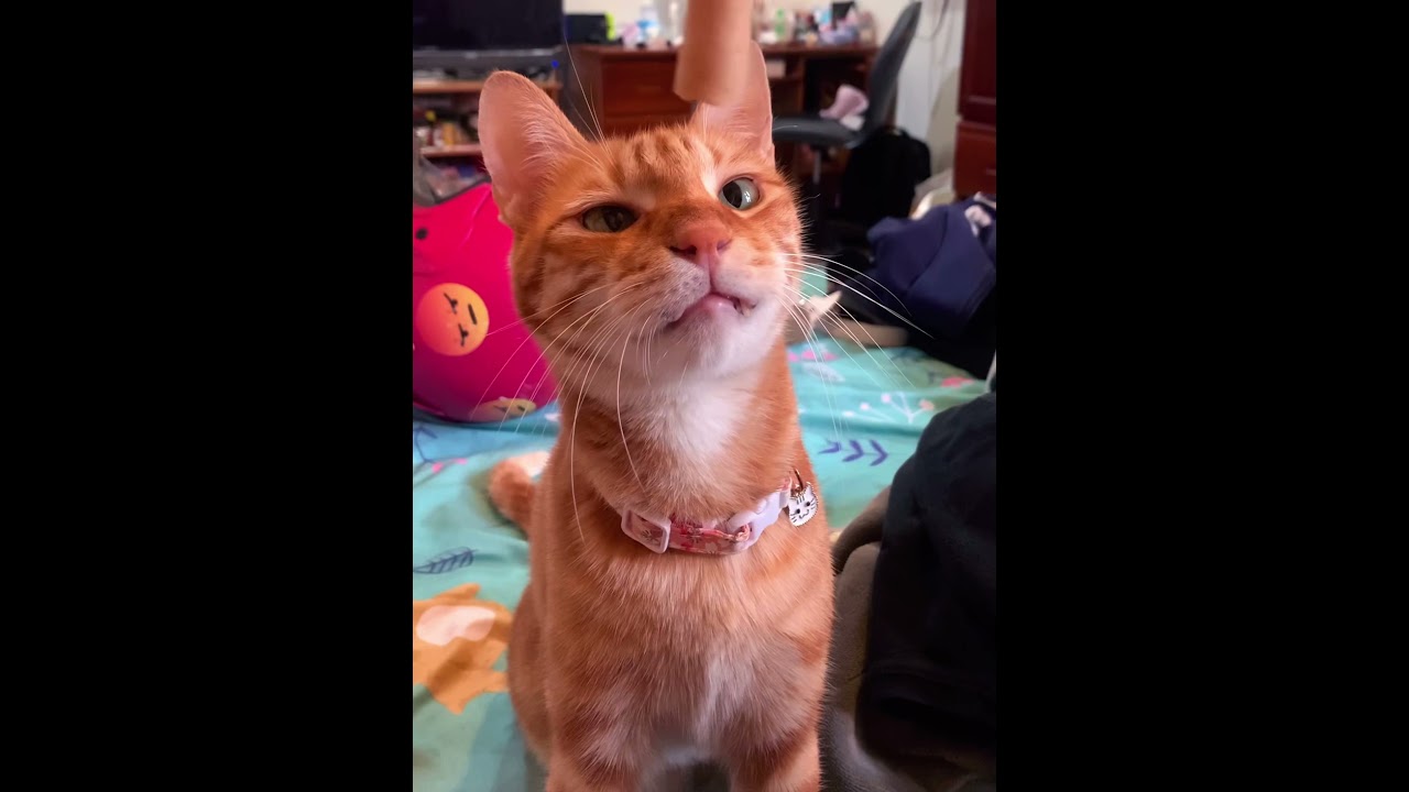 Mèo mắt lác 🐱: Nguồn gốc và những sự thật thú vị nhất