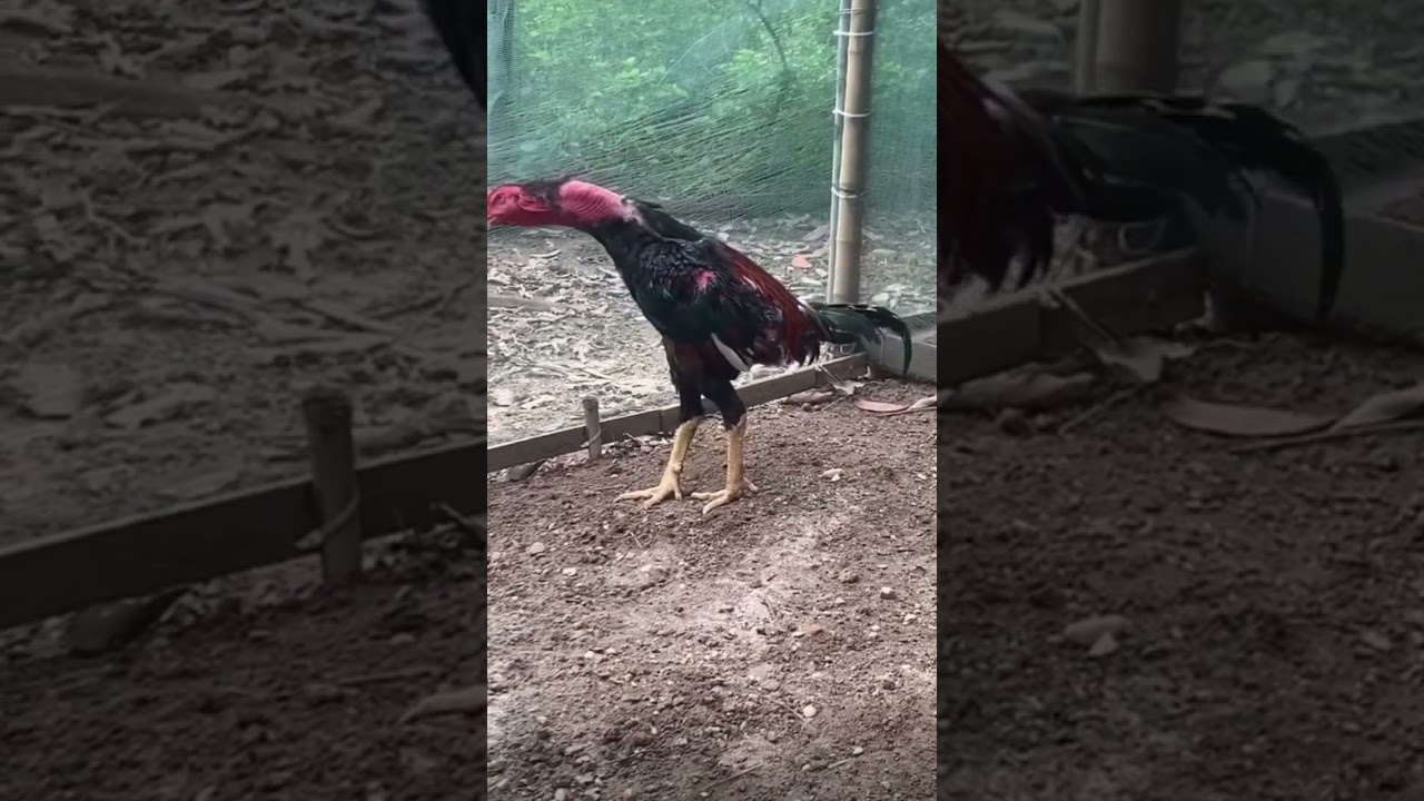Tiếng gà chọi gáy #rooster, #shorts-Tiếng Gà Chọi Gáy Hay: Uy Lực & Vang Dội #shorts #rooster