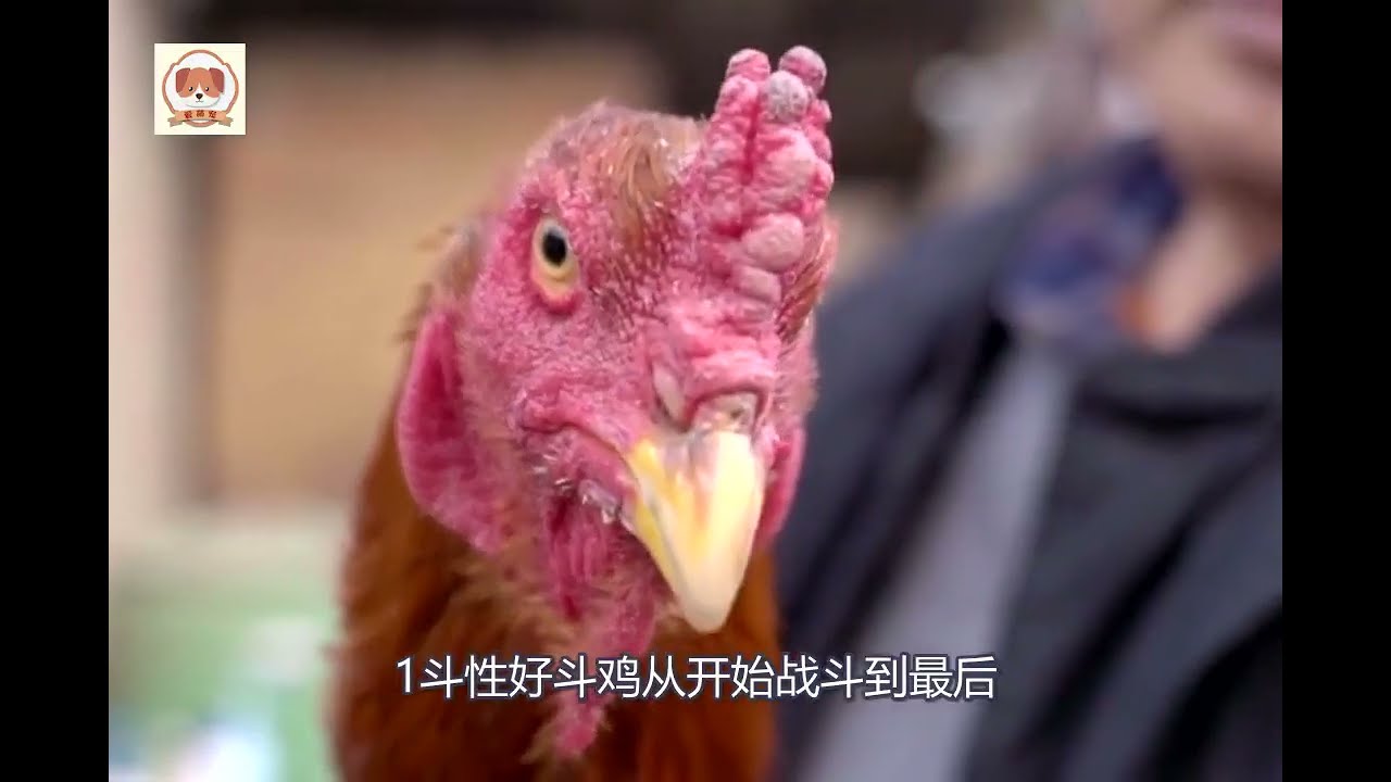 5 đặc điểm chọn gà chọi cực chuẩn: Không biết dễ mất tiền oan!