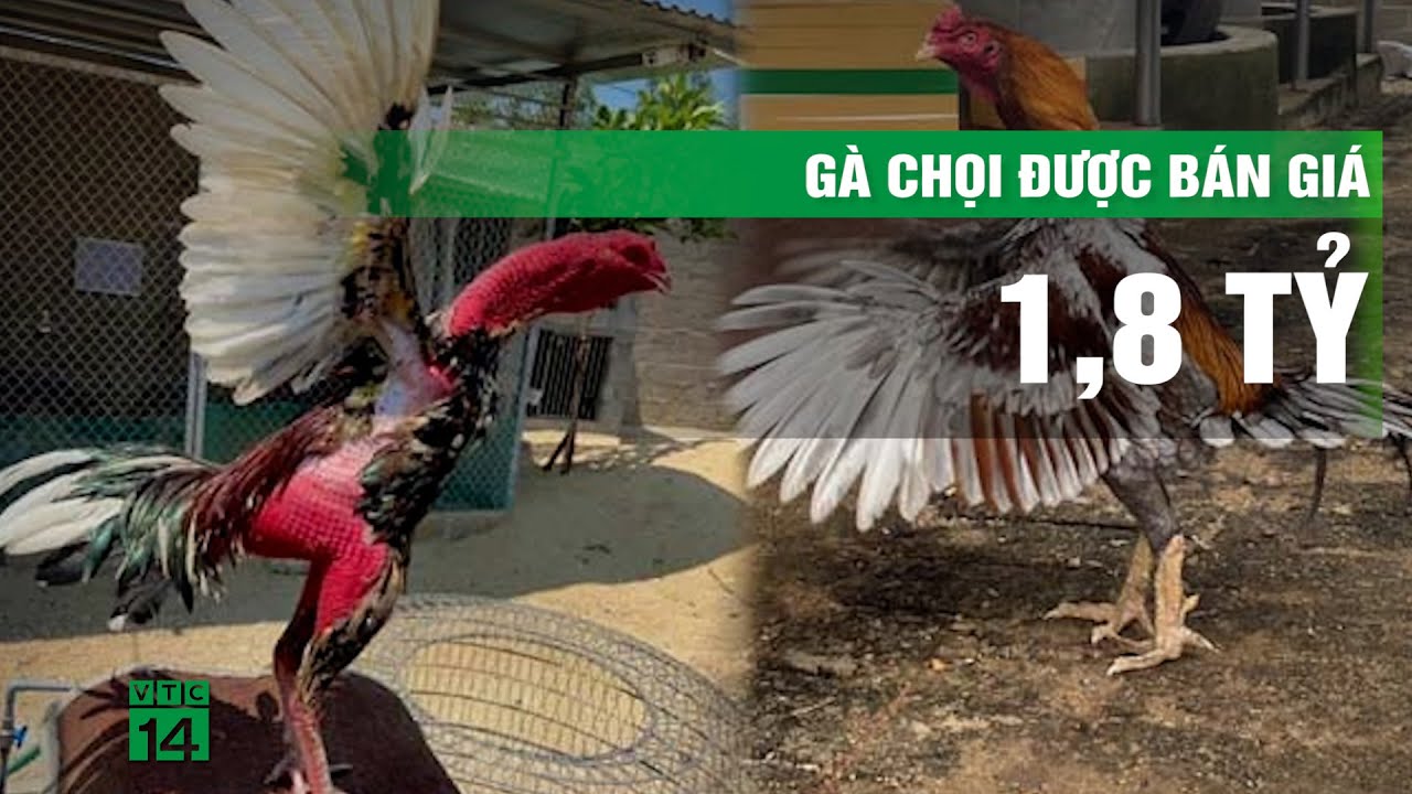 Con gà chọi được trả 1,8 tỷ đồng, chủ gà liền gật đầu đồng ý bán | VTC14-Gà chọi 1,8 tỷ đồng: Chủ nhân chốt đơn bán ngay lập tức | VTC14