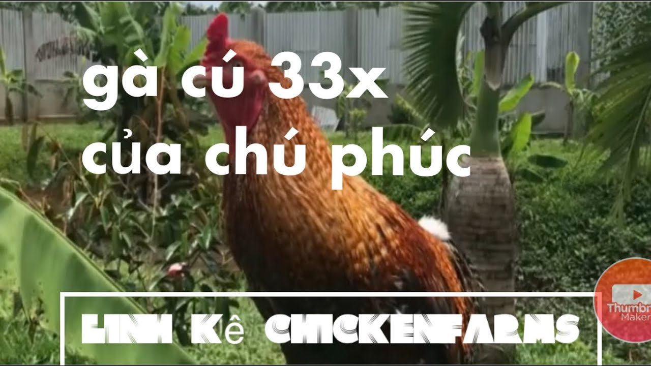 chân dung gà cú 33x thomo của anh phúc bình dương phúc bacerona-Chân dung Gà Cú 33x Thomo – Anh Phúc Bình Dương (Phúc Barcelona)