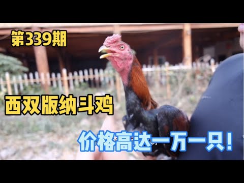 Gà chọi Tây Song Bản Nạp: Chiến kê vạn tệ được nuôi dưỡng như anh hùng.