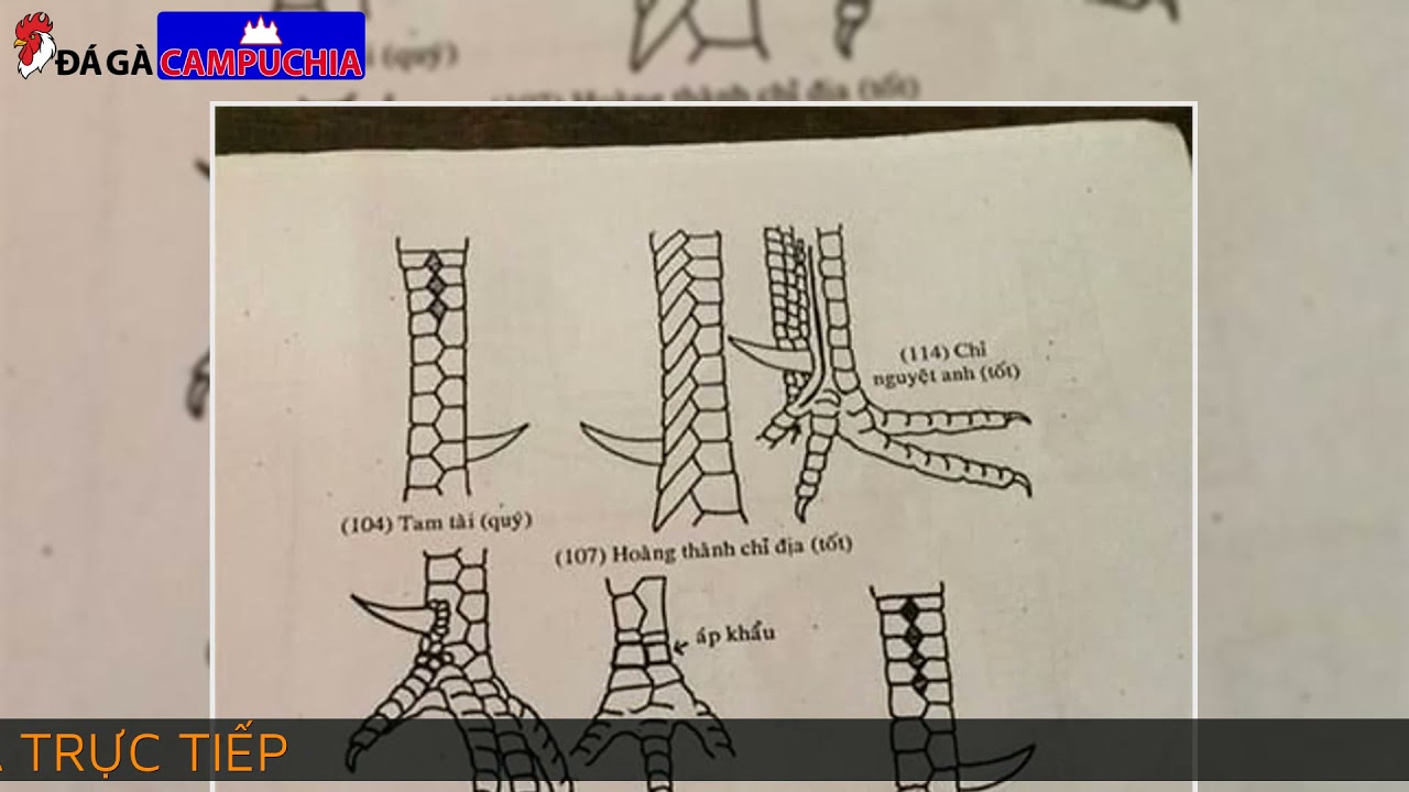 Hướng dẫn cách xem vẩy gà tốt xấu theo kinh nghiệm dân “sành”.-Cách Xem Vẩy Gà Chọi Tốt Xấu Cực Chuẩn Cho Dân Sành Chơi