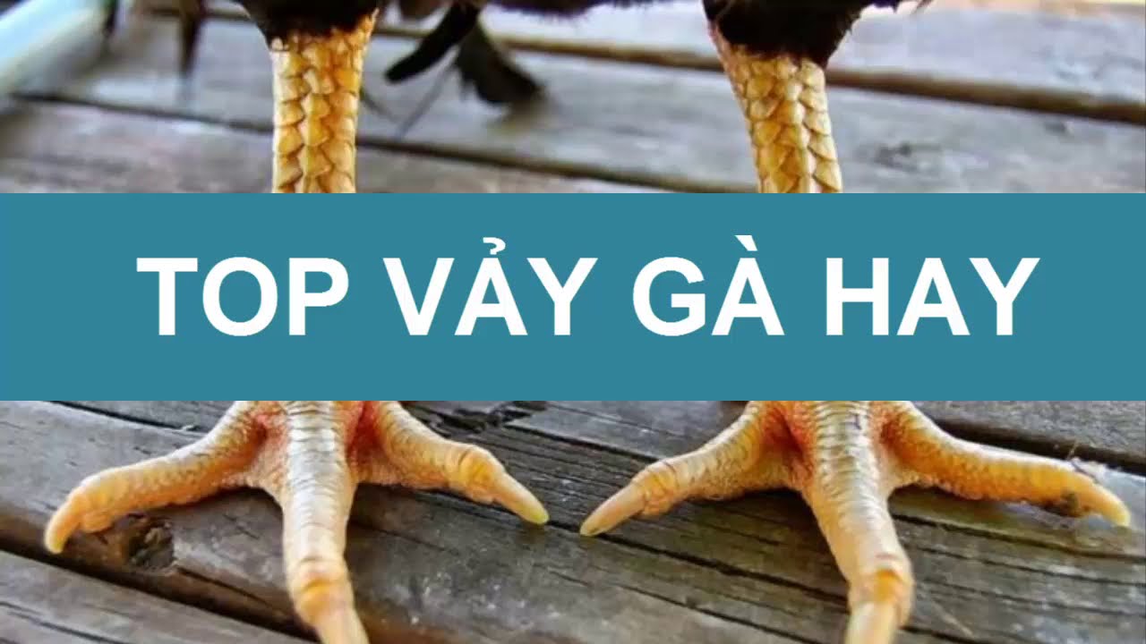 CÁC VẢY GÀ HAY LƯU TRUYỀN SỬ SÁCH | GÀ ĐÁ CLUB-Top các vảy gà quý hiếm, linh kê dị thảo | Gà Đá Club