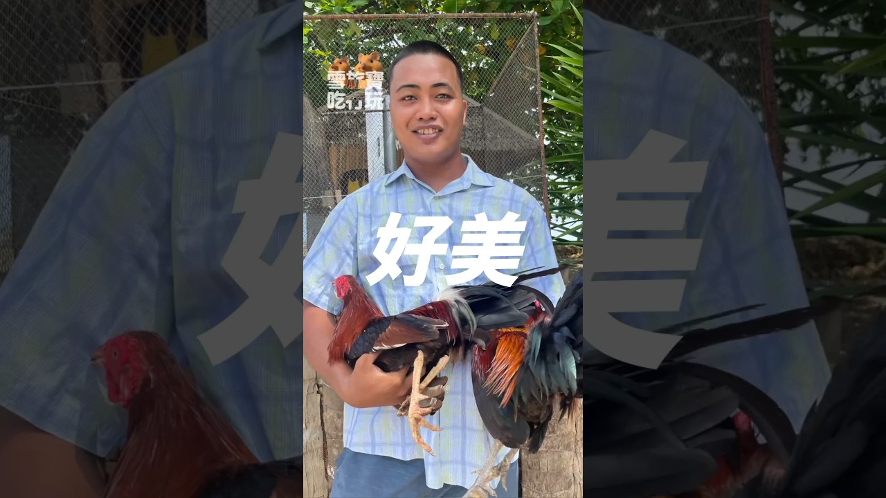 Chọi gà đẹp lạ tại Việt Nam #蕃薯島 #鬥雞 #有趣