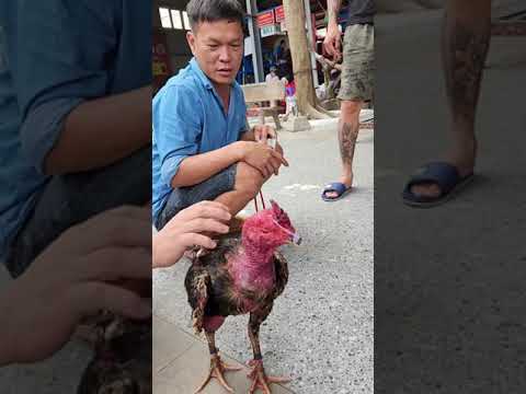 Thua rồi ae à . Huy Phạm HP-Huy Phạm HP – Thua Rồi Ae À | Video Mới Nhất Thua Tha Nợ Nần