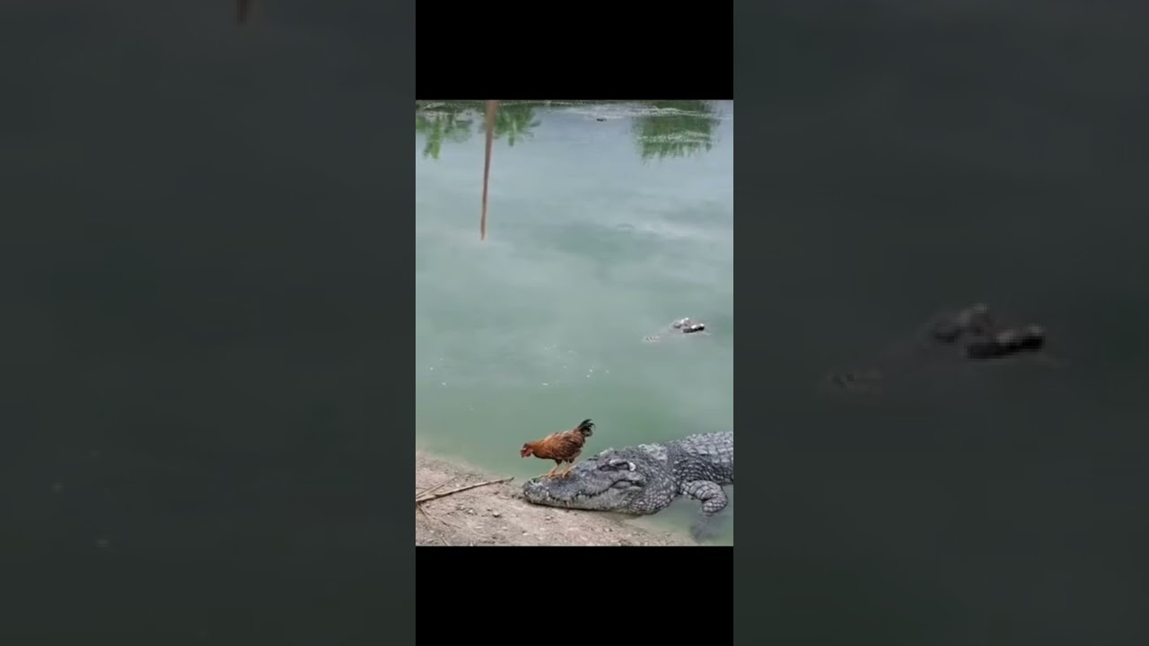 Kỹ thuật nuôi và chăm sóc đá gà chọi đỉnh cao