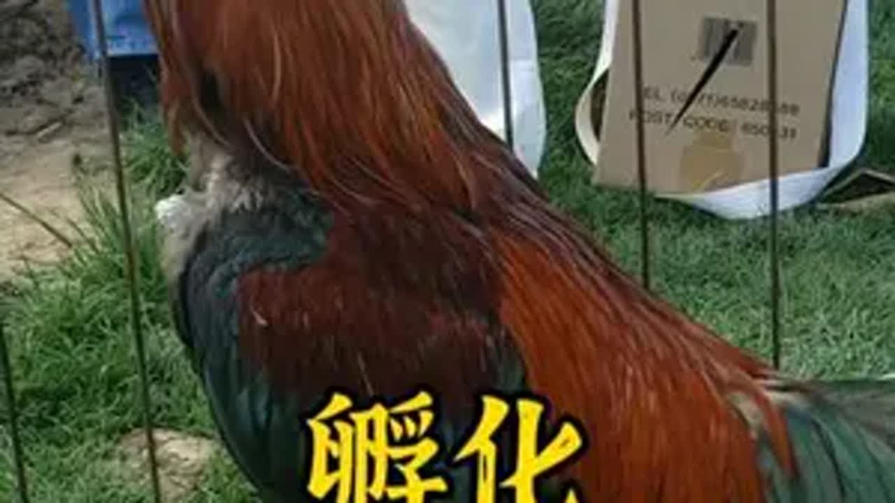 Cách ấp nở và nuôi dưỡng giống Gà chọi Trung Nguyên cổ xưa nhất.