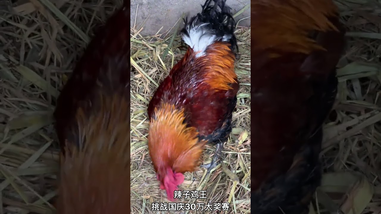 Trận đấu gà chọi và bò tót kịch tính, mãn nhãn nhất | #Shorts