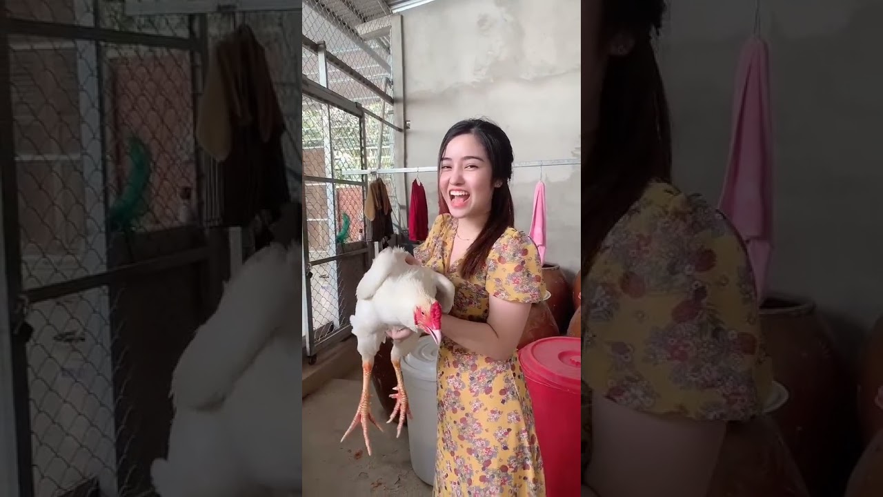 đá gà hong anh em ơi-Đá Gà Hong Anh Em Ơi – Trực Tiếp Đá Gà Thomo Hôm Nay Mới Nhất