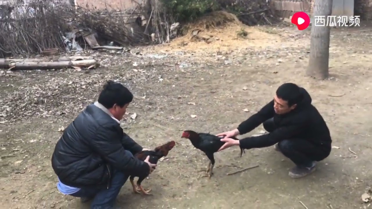 Đá gà đầu năm: Cả làng bỏ chúc Tết tụ tập xem chọi gà đầy kịch tính