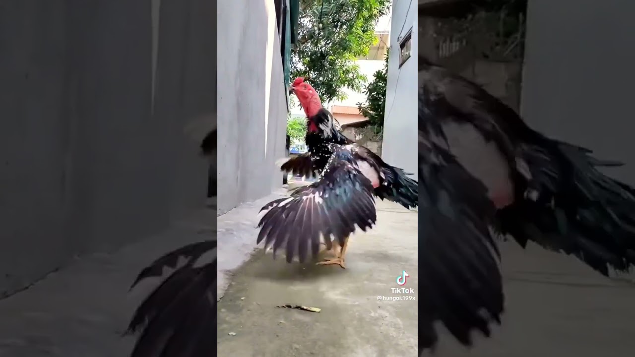 Tiếng gà chọi gáy-Tiếng Gà Chọi Gáy Hay: Tuyển Tập Âm Thanh Kích Chiến Cực Sung