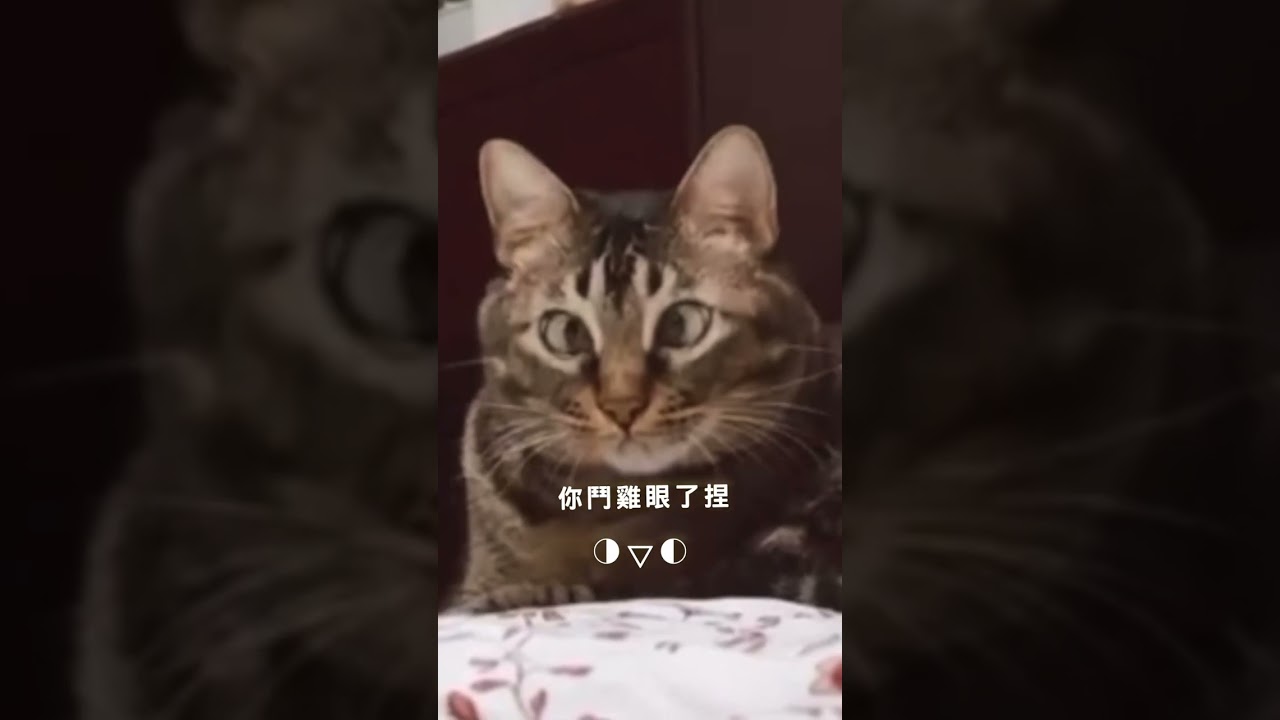 Chú mèo mắt lác hài hước nhất thế giới: Lu Dan và Nora #cat #funny
