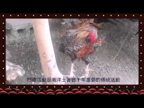 Gà chọi khổng lồ Bobonaro Đông Timor: Đặc điểm và nguồn gốc