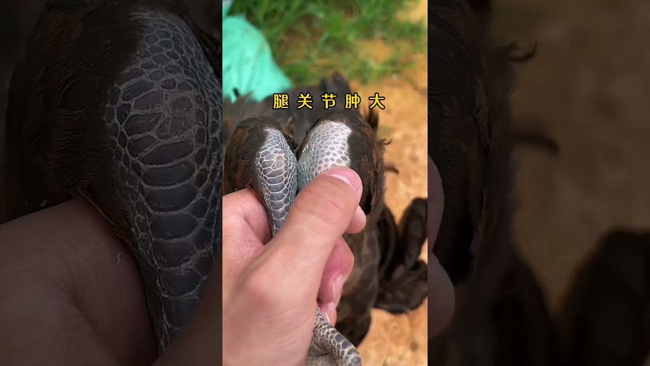 Cách trị dứt điểm gà chọi sưng khớp, bại liệt, hạ bàn bằng 滑支康 và 瘫痪灵