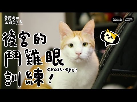 Cách Huấn Luyện Mèo Lác Mắt – Hoàng A Mã (Fumeancats)