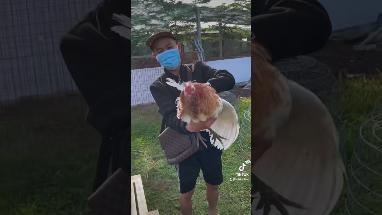 Gà Nhập về Trại Gà Tọt Đức Hoà!!! #top #xuhuong #tiktok #totduchoa-Gà Nhập Mới Về Trại Gà Tọt Đức Hòa – Chất Lượng & Uy Tín