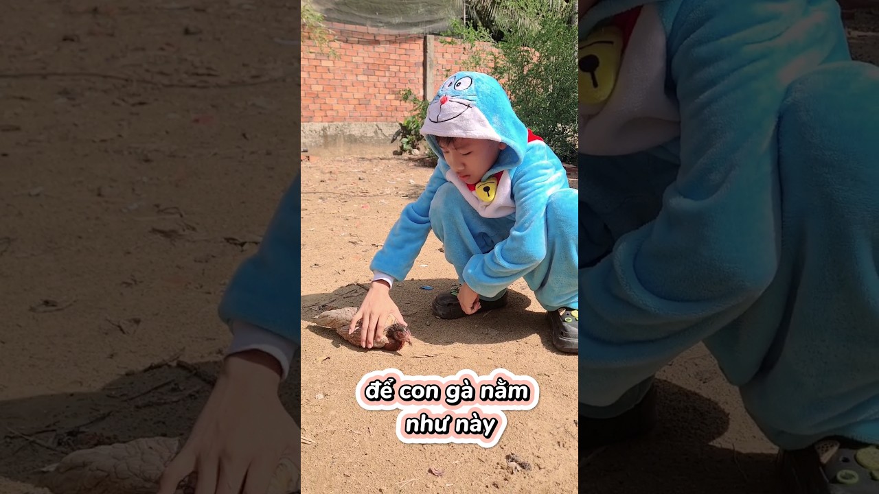 CÁCH ĐỂ CON GÀ NGHE LỜI MÌNH #tranvyvy-Cách Huấn Luyện Gà Nghe Lời Cực Dễ | Tran Vy Vy #tranvyvy