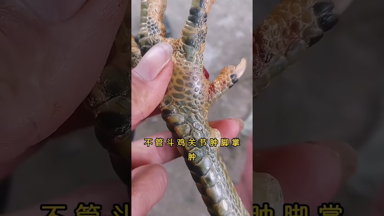 Cách Chữa Gà Chọi Liệt Chân, Sưng Khớp, Mai Kiểm Bằng Hua Zhi Kang