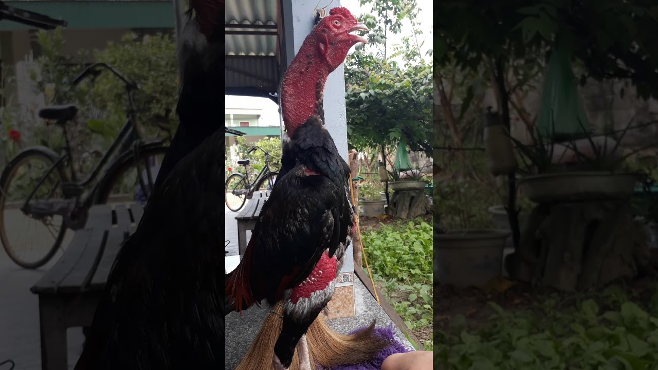 Tiếng gà gáy hay ò ó o tiếng gà gáy dữ dội gà gáy như thế này mới là gà chứ-Tiếng Gà Gáy Hay Nhất: Tuyển Tập Gà Gáy Ò Ó O Dữ Dội Cực Đỉnh