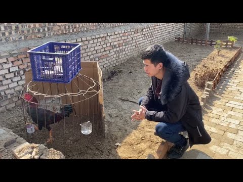 Cách huấn luyện chọi kê 6 tháng tuổi đá sung và máu chiến nhất