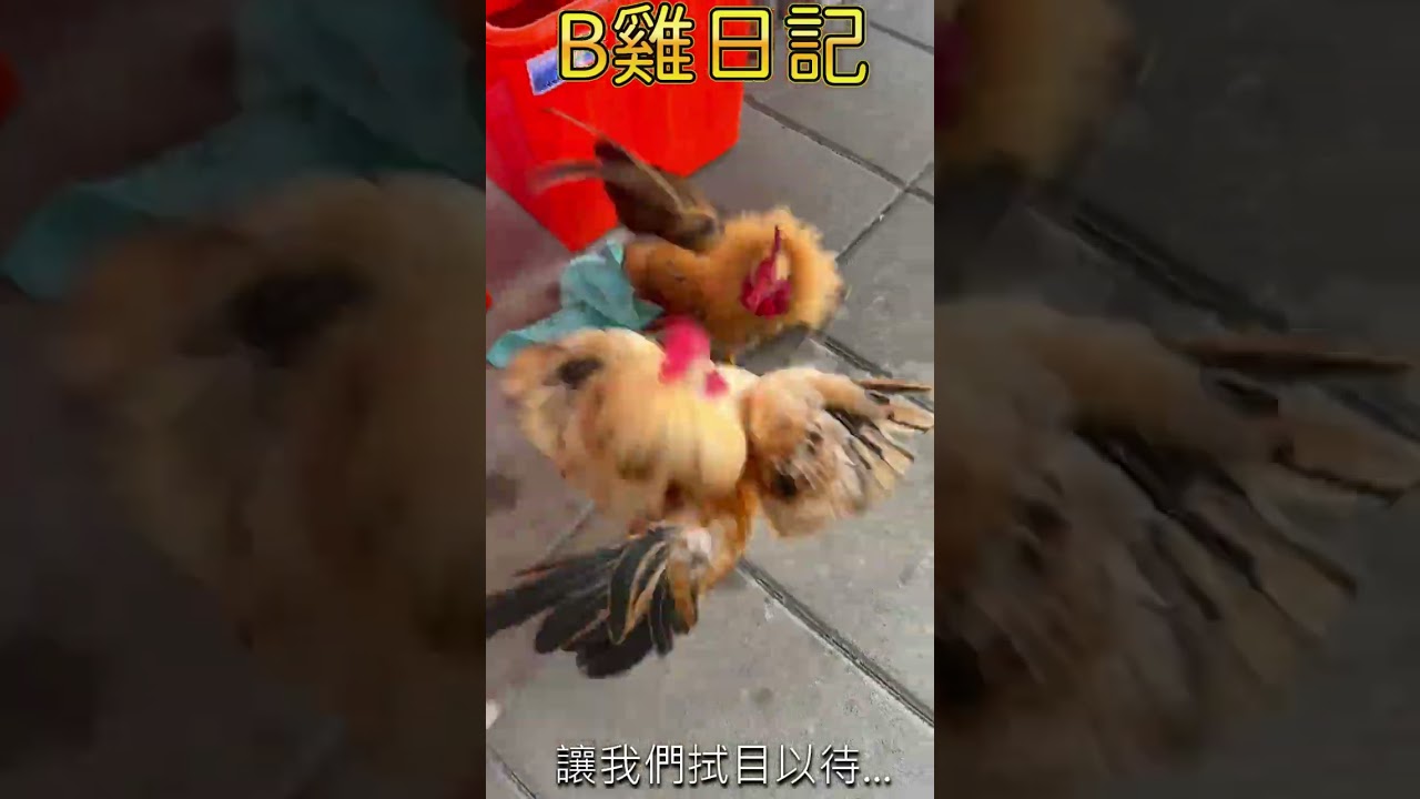Chọi gà: Tiểu Ưng thua trận đầy bất ngờ.